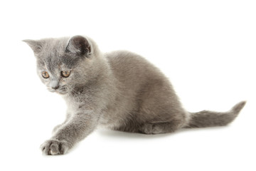 Grey kitten isolated on a white