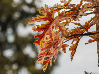 Red yellow leaves fall autumn