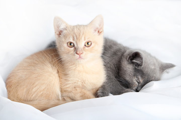 Ginger and grey kitten on white cloth