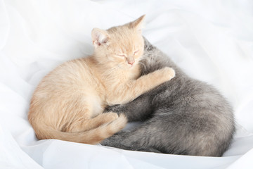 Fototapeta na wymiar Ginger and grey kitten sleeping on white cloth