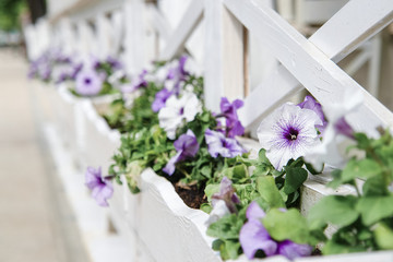 Fototapeta premium Flowers on a street in a pot