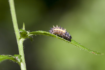 Raupe des asiatischen Marienkäfers