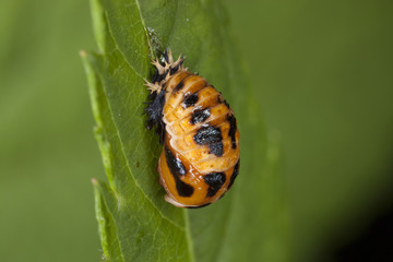 Obraz premium Marienkäferpuppe an Blatt