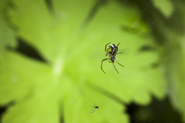 Spinne beobachtet ihre Beute