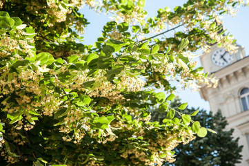 Fototapeta na wymiar Blossoming linden tree