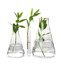 Plants in glassware isolated on white