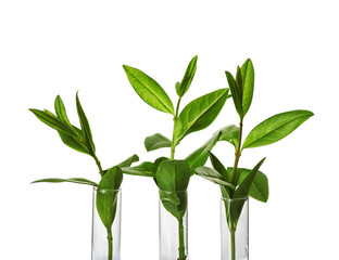 Plant in glass tubes isolated on white