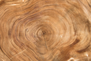 Hardwood texture in brown color. aged trees. above view