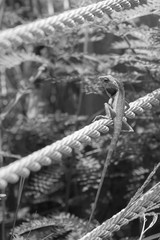 Orange tropical lizard on steel cables - black and white