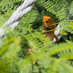 A large tropical lizard hid in the bushes