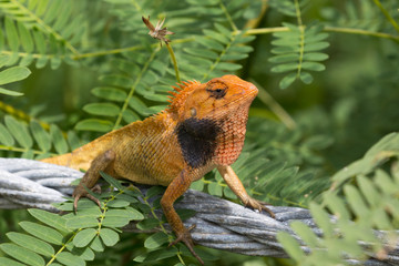 Large tropical lizard