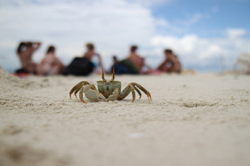 Crab tanzania