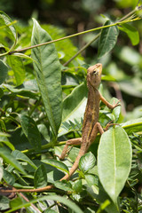 An indignant lizard on the grass