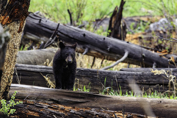 Black bear cub standing in a log near CalcitebSprings in Yellowstone National Park