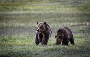 Grizzly Bear Sow and Cub at Norris Meadow in Yellowstone National Park