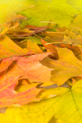 verschiedenfarbige Blätter im Herbst in einem Park