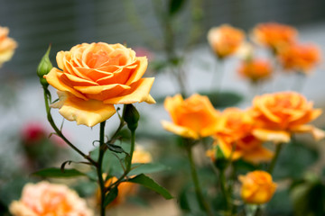 Beautyful yellow roses