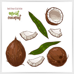 Vector illustration of hand drawn coconuts. Whole coconut, half of it, pieces and leaves.