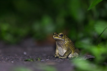 Night tropical frog on a green background