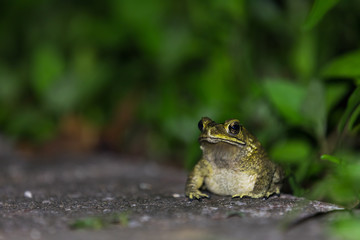 Night tropical frog on a background of foliage