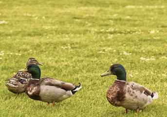 Three Ducks in a Field.