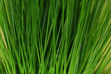 Fototapeta premium Green grass as background