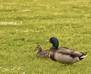 Two Ducks in a Field. Ducks in a Field.