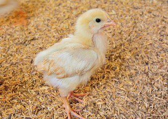 Yellow chicks standing on the ground on a farm.