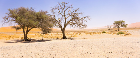 Wide-cropped view of the desert landscape, along with some hardy trees, in the middle of the Sossusvlei Wildlife Reserve in Namibia.  It was very hot, with a fierce desert sandstorm approaching.