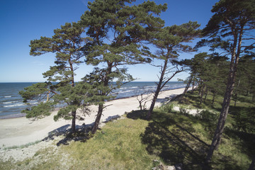 Pines on Baltic sea coast, Latvia.
