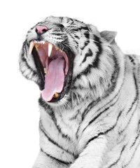 Obraz premium Wściekłość białego tygrysa