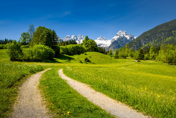 Scenic alpine landscape, blooming meadow with snow-covered peaks in the background, Salzburger Land, Austria
