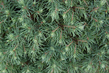Evergreen spruce emerald green texture background
