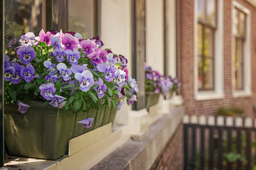 Fototapeta na wymiar Beautiful Pansy flowers as decoration on window sill