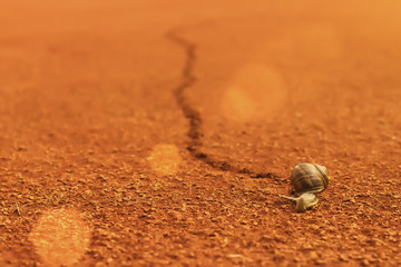 Snail and snail-trail on clay. Lens flare and blurred background.