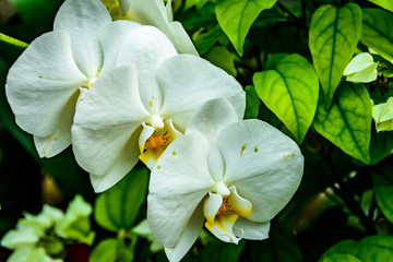Kwiaty białego storczyka.