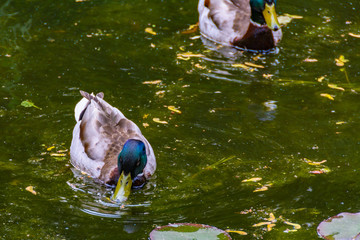 Kaczka pijąca wodę w stawie, na drugim planie kolejna kaczka. © Zbigniew
