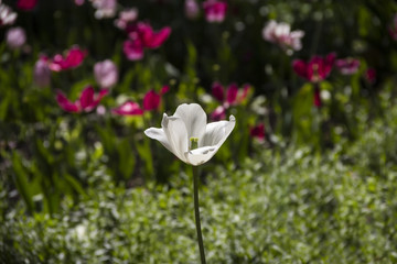 view of single white tulip flower with wide open petals in the field on the other tulips background