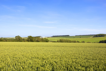 scenic wheat crop