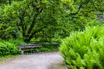 Stara ławka w parku miejskim otoczona roślinnością. © Zbigniew