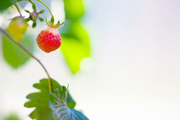 Wild strawberry with green leaves