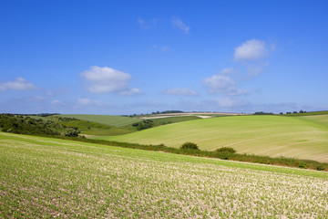 yorkshire wolds pea crop