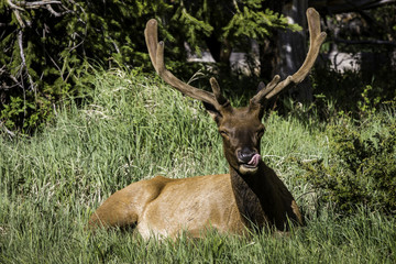 Elk in Colorado