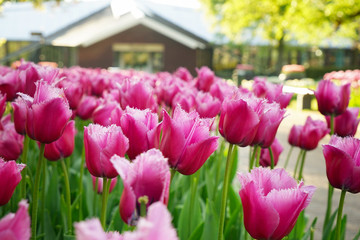 Obraz premium Beautiful blooming tulips on blurred background