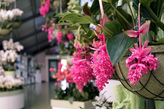 File:Medinilla magnifica OB10.jpg - Wikimedia Commons