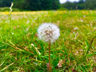Closeup Of Perfect Shaped Dandelion Flower In Field Of Grass