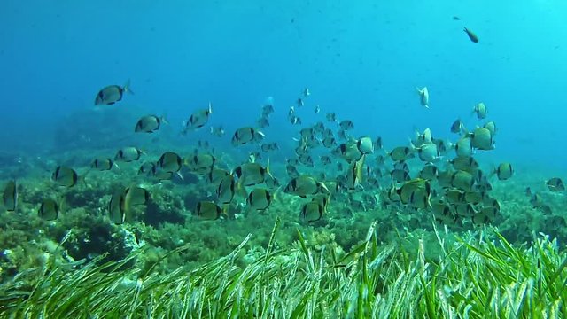 Diving in the Mediterranean sea - Two banded breams