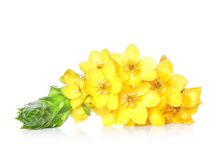 Beautiful tropical flowers isolated on white