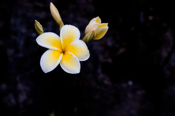 Delicate white and yellow frangipani flower moist with morning dew © Brian Scantlebury