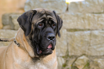 Portrait of a Mastiff Dog